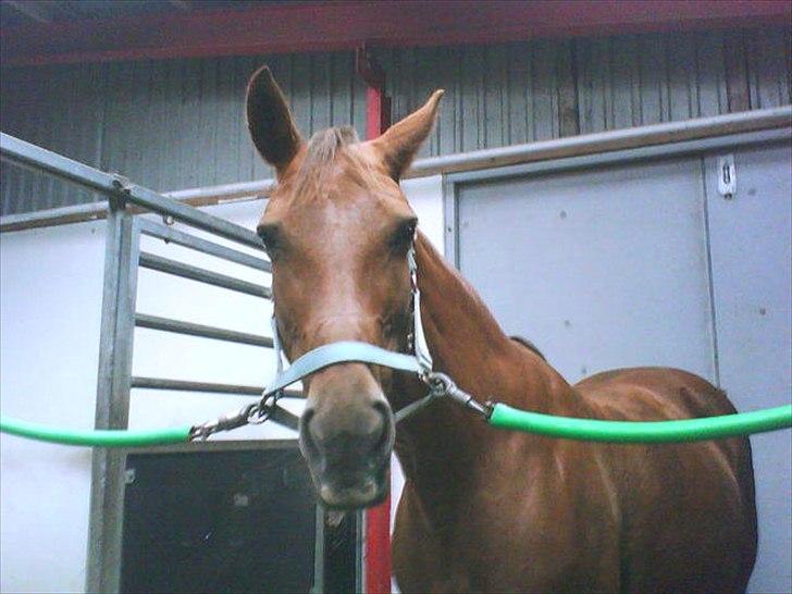 Anden særlig race Rødhætte *Halvpart* billede 9