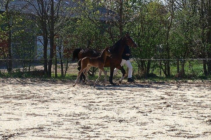 Dansk Varmblod Cording's Largo Master - Largo fremvises til åbent hus på Bøgegården 23. april 2011- Lorenzen photos billede 12