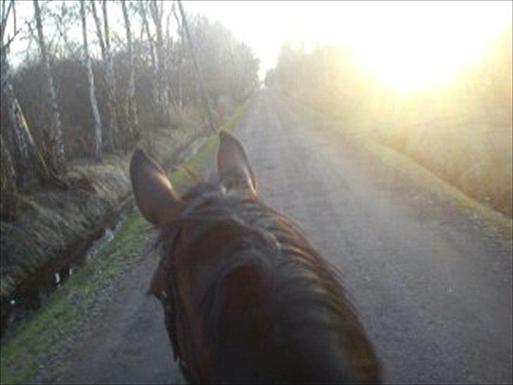 Holstener Miserable - På tur Foto: Mig billede 7