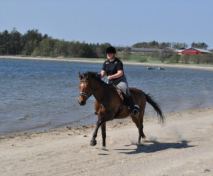 Anden særlig race Bailey - En dejlig galop på stranden! billede 4