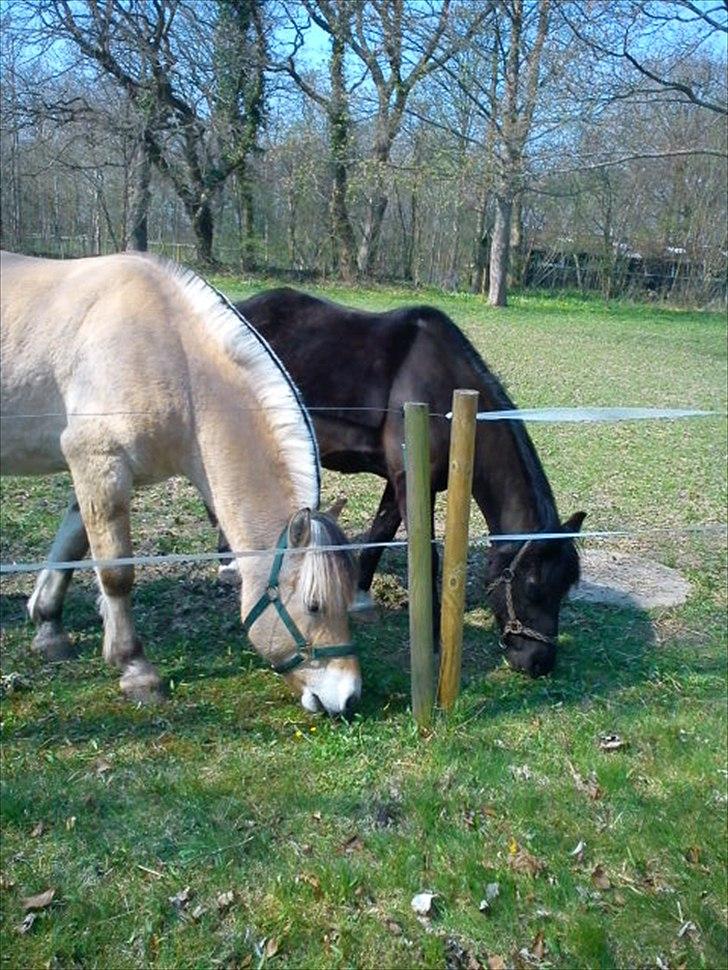 Fjordhest Harald Hedevang *Solgt* - *NYT* På fold med min anden pony Lopin<3 billede 18
