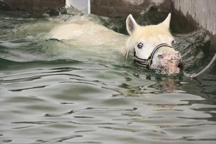 Anden særlig race Fantazy - Fanta der svømmer <3 <3 <3  billede 8