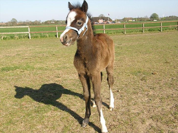 Welsh Mountain (sec A) Noerrelide´s Pretty Meri  R'I'P billede 1