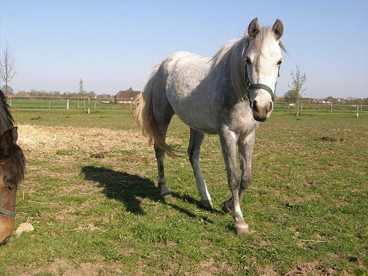 Welsh Partbred (Sec F) Klintholms Miss Shania billede 5