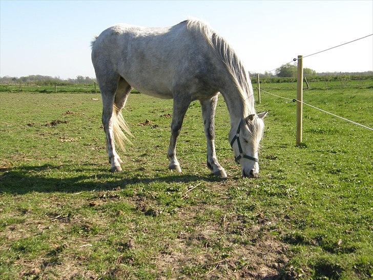 Welsh Partbred (Sec F) Klintholms Miss Shania billede 6