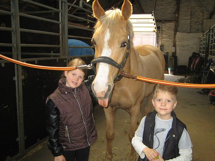 Palomino Golden Casanova vi ses igen smukke<33 - "HA HA jeg rækker bare lige tunge"!! 
:-D billede 1