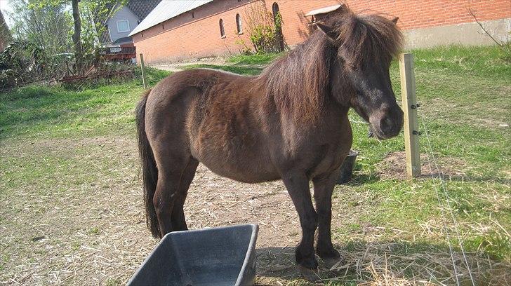 Shetlænder Beauty billede 2