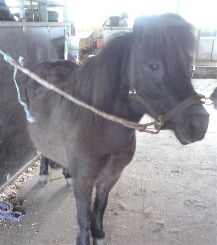 Shetlænder Beauty billede 3