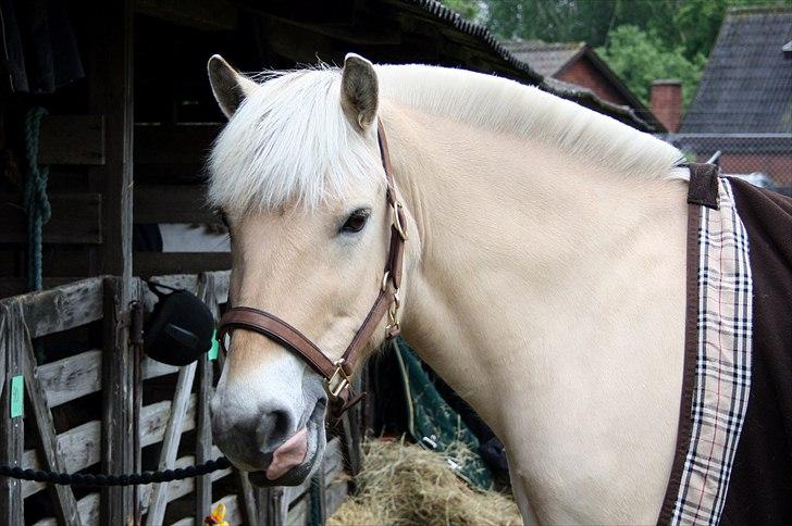 Fjordhest Pepsi pony - Dyrskuet 2010.       **Fotograf: Josefine.  billede 9