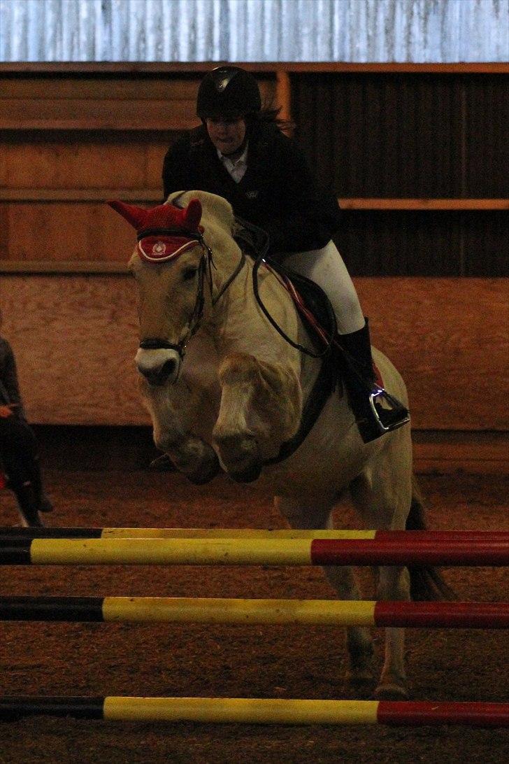 Fjordhest Pepsi pony - LD på KIR, du var så sød :-)          **Fotograf: Sabrina.  billede 11