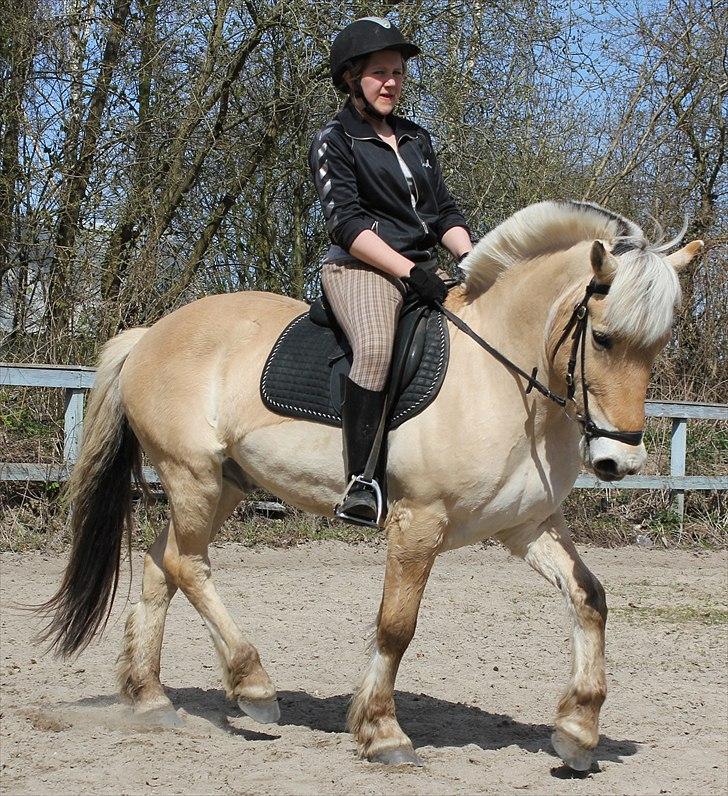 Fjordhest Pepsi pony - Dressur sommerferien 2010.   **Fotograf: Sabrina.  billede 12