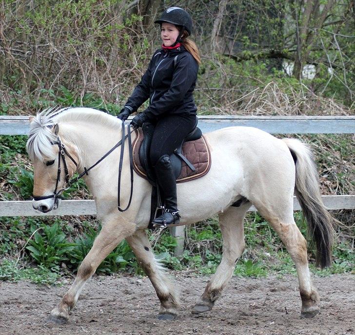 Fjordhest Pepsi pony - Dressur 16 april 2011. Dygtige pony<3.   **Fotograf: Sabrina :* billede 13