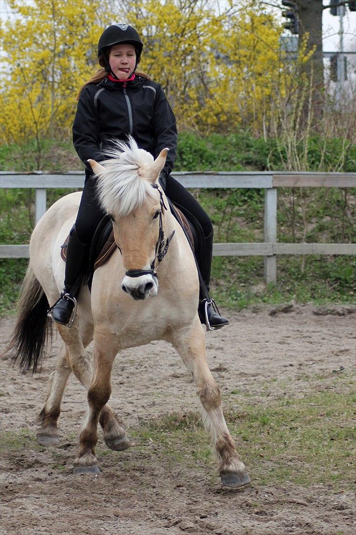 Fjordhest Pepsi pony - Schenkelvigning i trav 16 april 2011 :-I            **Fotograf: Sabrina.  billede 14