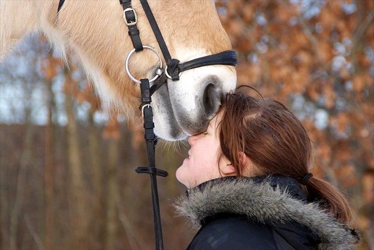 Fjordhest Pepsi pony - Jeg elsker dig!!<3   **Fotograf: Emilie :* billede 16