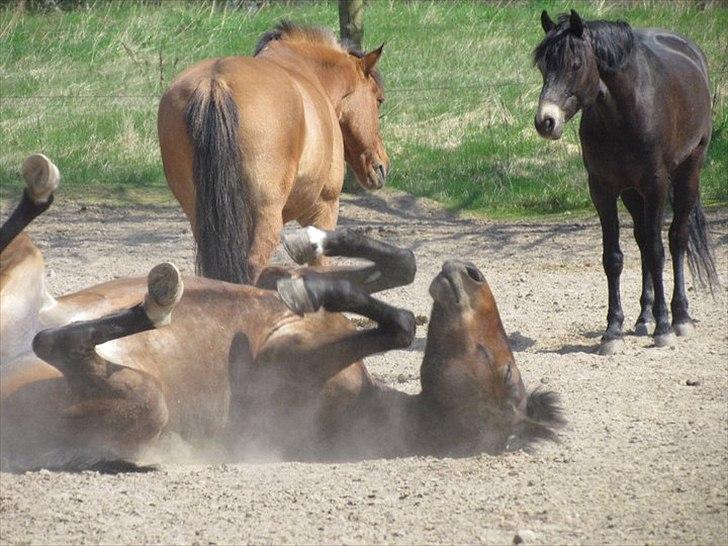 New Forest Quincy - rulletur<3 foto: mig billede 9