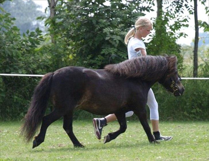 Shetlænder Ellinges Caya - Gørlev 2010 :´) billede 15