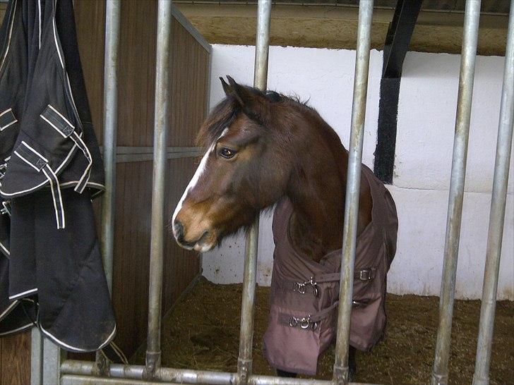 Welsh Cob (sec D) | Rytterbjergets Nico - Lukas  - til kursus ved Ute Lehmann:-). billede 14