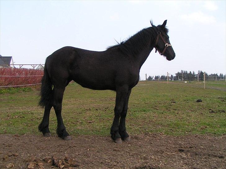 Frieser Ileana billede 13