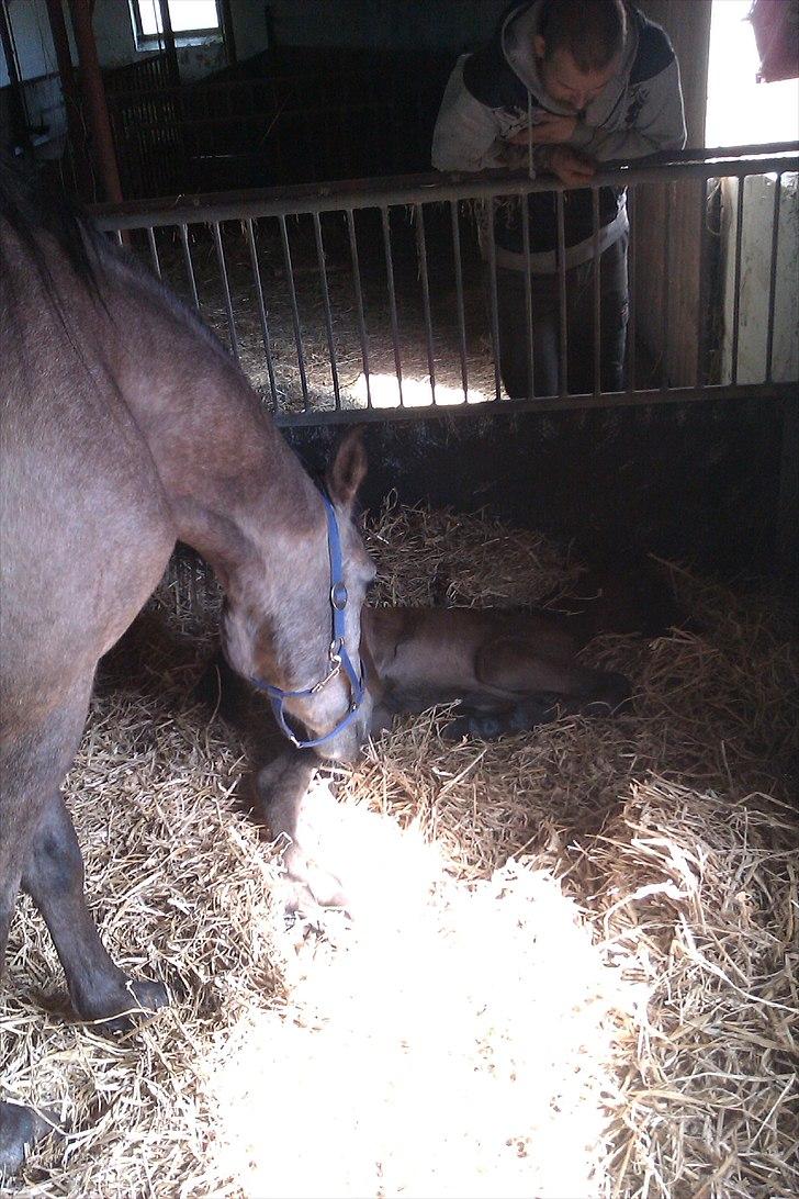 Arabisk fuldblod (OX) Fordianka Khan SOLGT!! - den stolte mor og hendes lille dreng :) billede 14