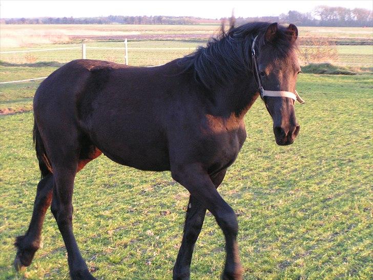 Frieser Ileana billede 14