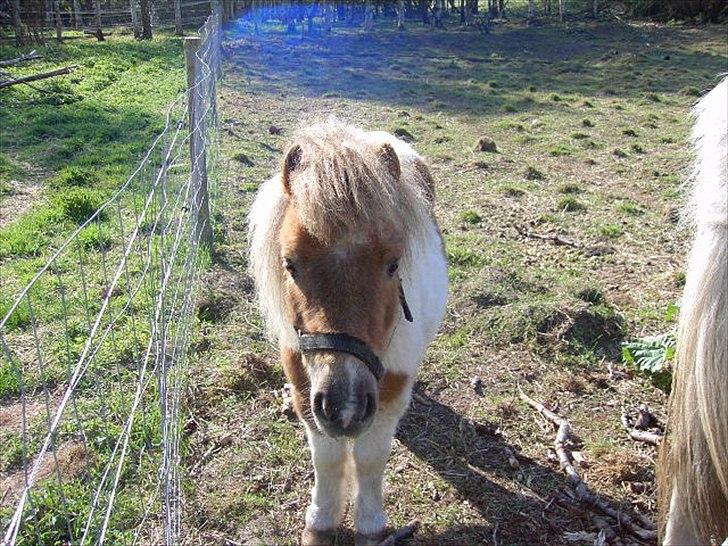 Shetlænder billy boy, my heart i:'<3 billede 5