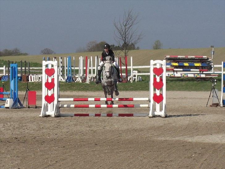 Anden særlig race Jock - første spring første stævne første bane og en 2. plads<3 (Foto: Ida KP:) billede 2