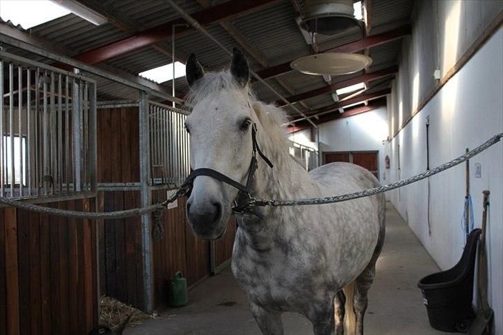 Anden særlig race Jock - den dejlig dreng på stald gangen<3 (Foto: Ida) billede 3