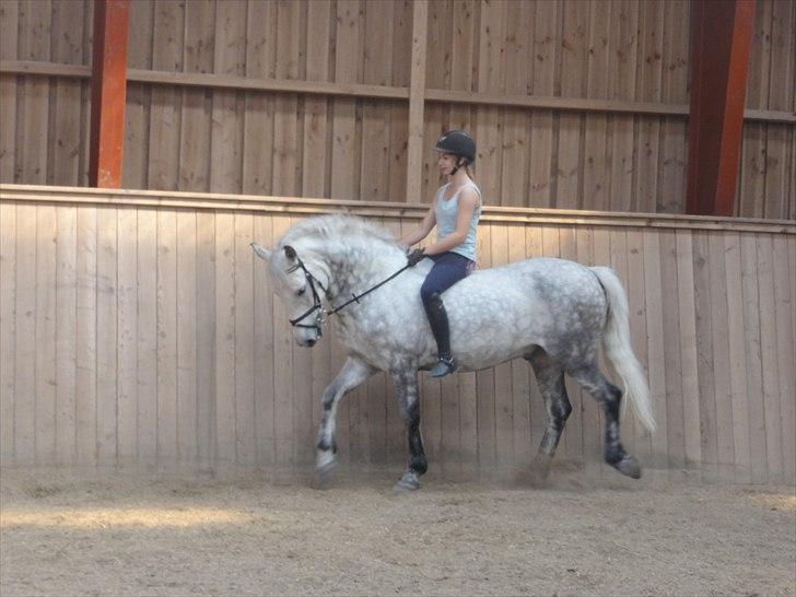 Anden særlig race Jock - dressur træning uden sadel<3 (Foto: Camilla Olsen) billede 5