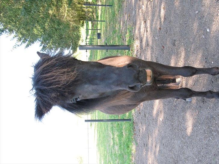 Islænder pokka fra voerbjerg billede 7