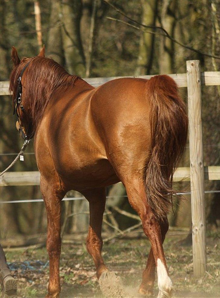 Arabisk fuldblod (OX) D. Shan´n Jan Memory *SOLGT* - Dee på ridebanen april 2011,  taget er Charlotte Davidsen billede 3