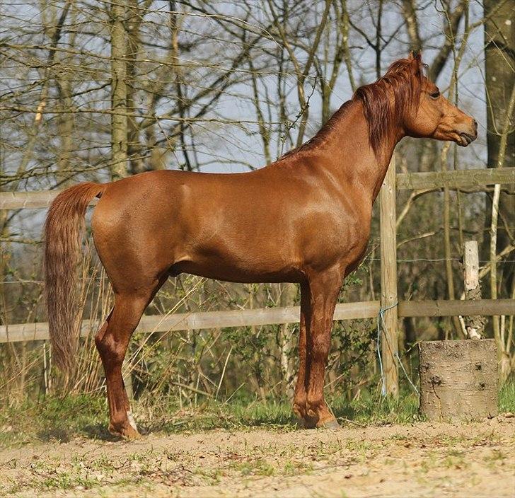 Arabisk fuldblod (OX) D. Shan´n Jan Memory *SOLGT* - Taget af Charlotte Davidsen april 2011 billede 4