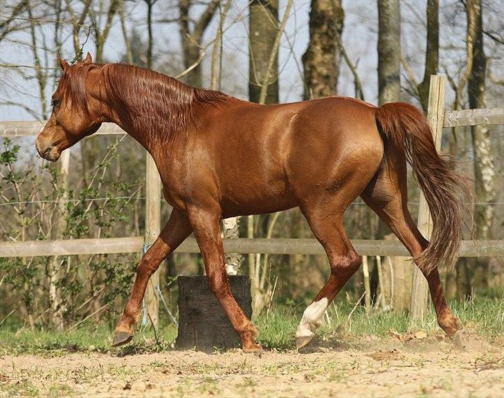 Arabisk fuldblod (OX) D. Shan´n Jan Memory *SOLGT* - Taget af Charlotte Davidsen april 2011 billede 5