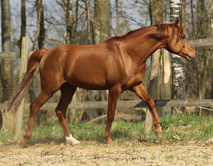 Arabisk fuldblod (OX) D. Shan´n Jan Memory *SOLGT* - Taget af Charlotte Davidsen April 2011 billede 6