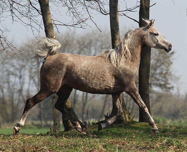 Arabisk fuldblod (OX) Tamira - Tamira april 2011, taget af Charlotte Davidsen billede 10