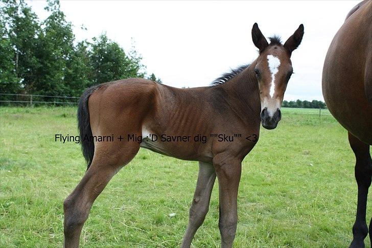Anden særlig race Flying Amarni - I kan ikke forstille jer hvor højt jeg elsker ham billede 1