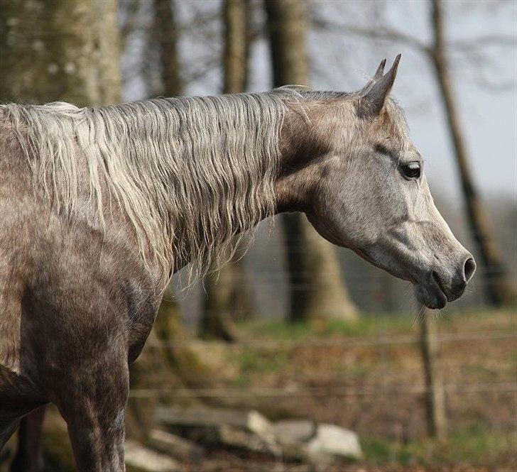 Arabisk fuldblod (OX) Tamira - Tamira april 2011, taget af Charlotte Davidsen billede 13