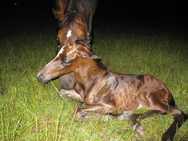 Anden særlig race Flying Amarni billede 2