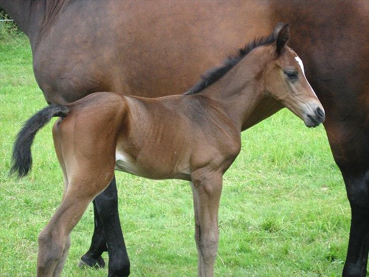 Anden særlig race Flying Amarni billede 3