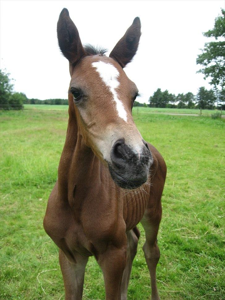Anden særlig race Flying Amarni billede 4