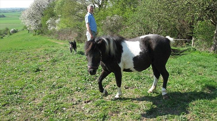 Shetlænder Mamma Mia (lille brors hest) billede 4