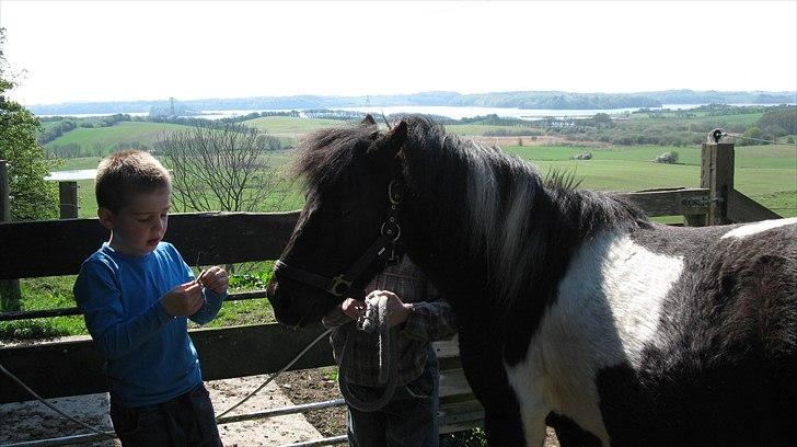 Shetlænder Mamma Mia (lille brors hest) billede 5