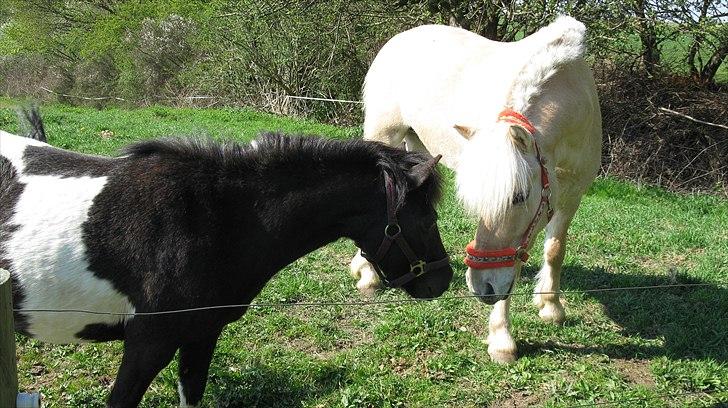 Shetlænder Mamma Mia (lille brors hest) billede 6