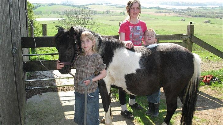 Shetlænder Mamma Mia (lille brors hest) billede 3