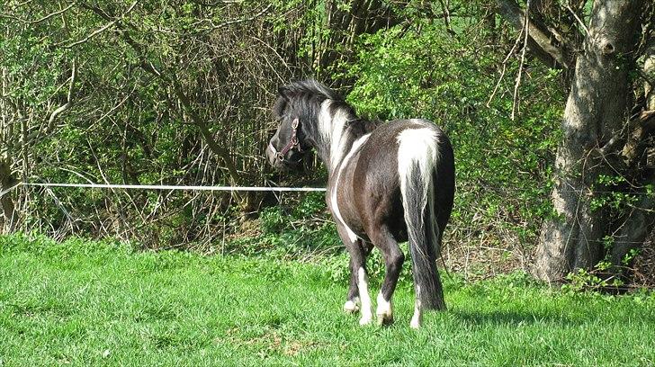 Shetlænder Mamma Mia (lille brors hest) billede 8