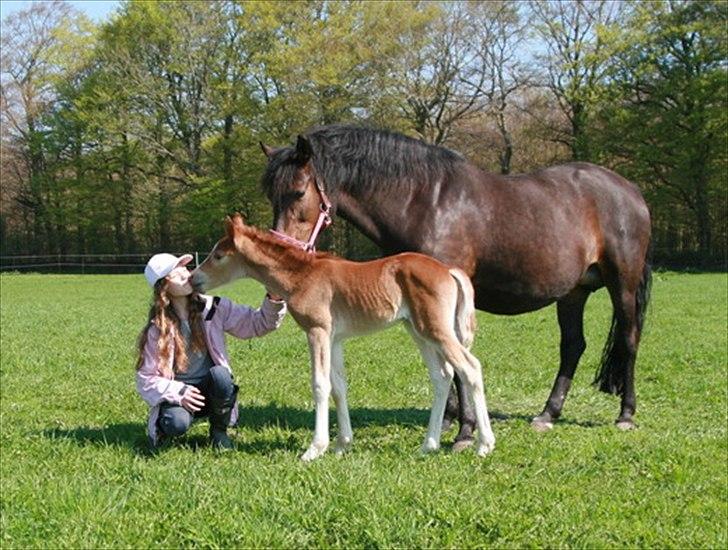 New Forest Lundemarksgaards Aura Ophelia - 2) Aura og mig som nusser:) Og Hera som lige skal sikre sig at Aura har det godt. D. 24/4 2011 Foto: Sanne Dahlin billede 2