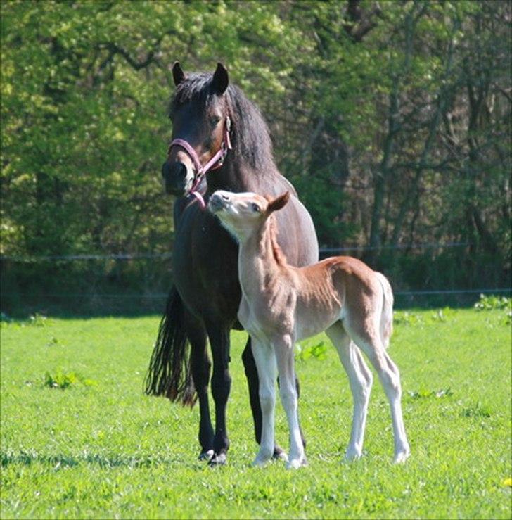 New Forest Lundemarksgaards Aura Ophelia - 3) Aura Leger lidt med Heras grime:) Hihi:) Søde lille Aura. D. 24/4 2011 Foto: Sanne Dahlin billede 3