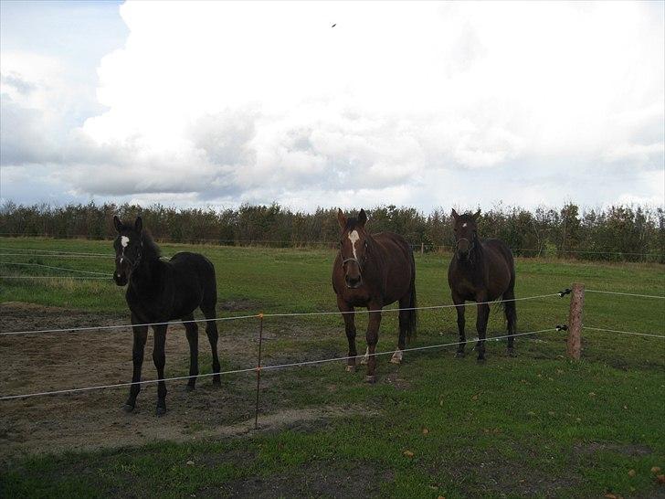 Anden særlig race Flying Amarni billede 5