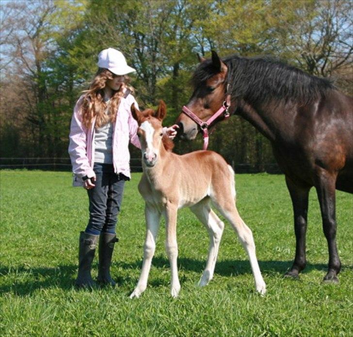 New Forest Lundemarksgaards Aura Ophelia - 6) Mig, Aura og Hera;) D. 24/4 2011 Foto: Sanne Dahlin billede 6