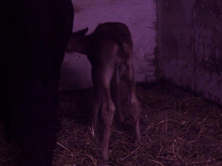 New Forest Lundemarksgaards Aura Ophelia - 7) Så fandt hun lige ud af hvor man kunne finde mælk henne;) D. 22/4 2011 Foto: Mig!:D billede 7