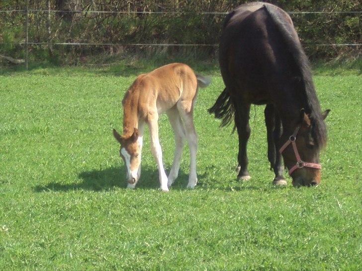 New Forest Lundemarksgaards Aura Ophelia - 9) Kan nææsten nå græsset! 24/4 2011 Foto: Mig!:D billede 10
